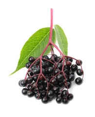 Delicious ripe black elderberries with green leaves isolated on white