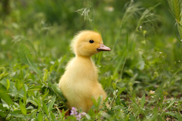 Cute fluffy duckling on green grass outdoors. Baby animal