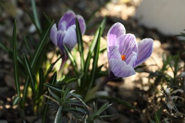 Beautiful crocus flowers outdoors, closeup. Spring season