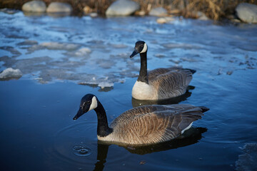 Canadian geese