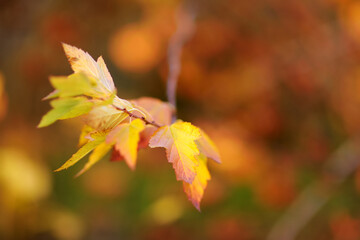 Beautiful golden leaves on a tree branch on autumn day