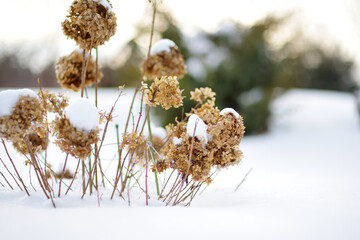Dried snow covered hydrangea plant in winter.