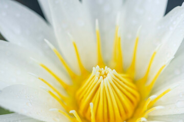 水滴のついたスイレンの花