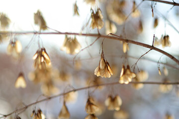 Beautiful dried maple seeds on a tree branch on bright winter day.