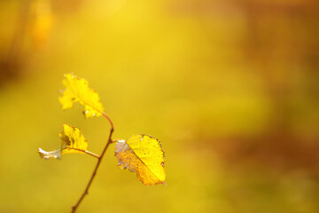 Beautiful golden leaves on a tree branch on autumn day