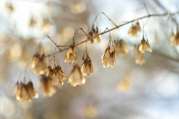 Beautiful dried maple seeds on a tree branch on bright winter day.