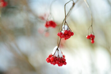 Bright red fruits of viburnum plant on winter day.
