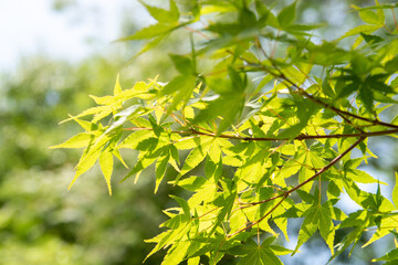 green maple leaves