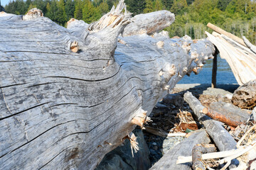 An image of a very large piece of driftwood washed up on the shore of Muir Beach in Sooke, BC, Canada.