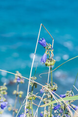 積丹ブルーの絶景に咲く紫の花