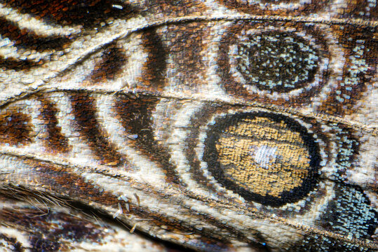mariposa textura