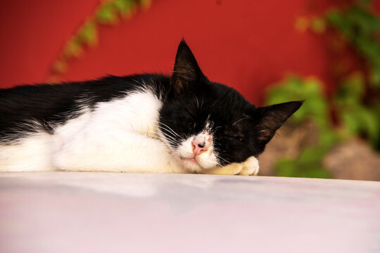 A homeless black and white cat sleeps on the roof of a white car.