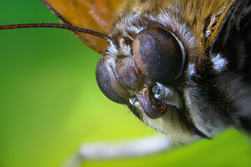 mariposa