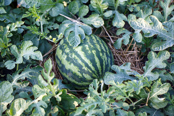 ripe watermelon in the garden , watermelon plantation