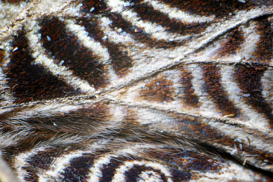textura mariposa