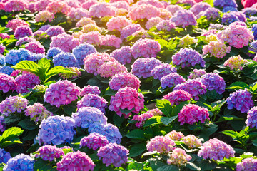 Hydrangea purple flowers bushes blooming in garden in spring and summer