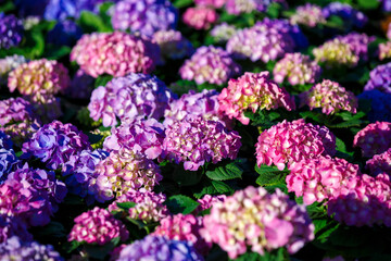 Hydrangea purple flowers bushes blooming in garden in spring and summer