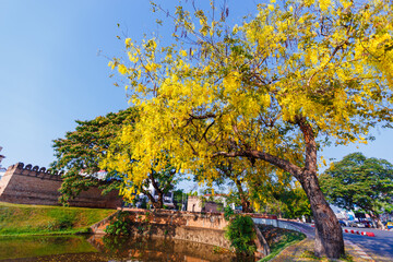 golden shower flower blooming on roadside in april around the old town, Chiang Mai, Thailand