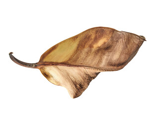 Dry and Wilted leaf closeup isolated on white background