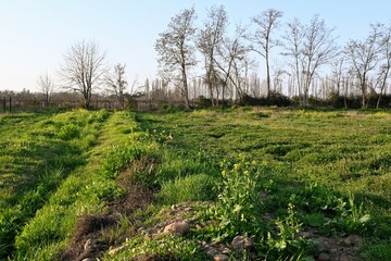 Fototapeta premium Grass in a field in Chile