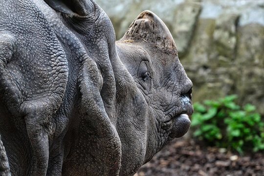 Indian Rhinoceros