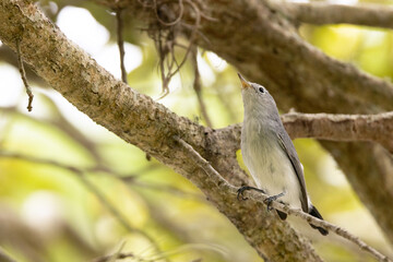 Blue-grey gnatcatcher (Polioptila caerulea) in Sarasota, Florida