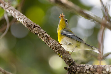 Fototapeta premium Northern parula (Setophaga americana) warbler eating a spider in Sarasota, Florida