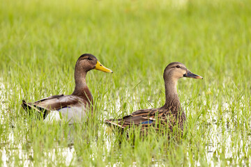 Two brown ducks—possibly an immature male mallard and female mallard (Anas platyrhynchos) in a grassy puddle in Sarasota, Florida. Species ID is tentative.