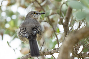 Mockingbird (Mimus polyglottos) closeup in Sarasota, Florida