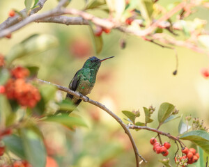 Indigo capped Hummingbird, Saucerottia Cyanifrons perched. Colibrí gorriazul en rama. Aves de colombia. Villa de Leyva.