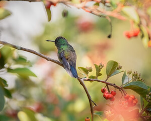 Indigo capped Hummingbird, Saucerottia Cyanifrons perched. Colibrí gorriazul en rama. Aves de colombia. Villa de Leyva.