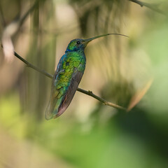 Colibri Coruscans, Sparkling Violetear perched on a branch.