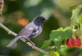 Rusty flowerpiercer with Abutilon flower. Diglossa Sittoides and Abutilon Pictum.