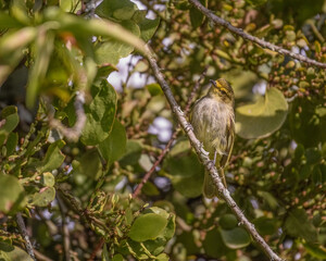 Golden faced Tyrannulet, Zimmerius chrisops perched among branches. Mosquero cejiamarillo entre ramas