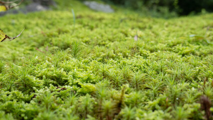 moss