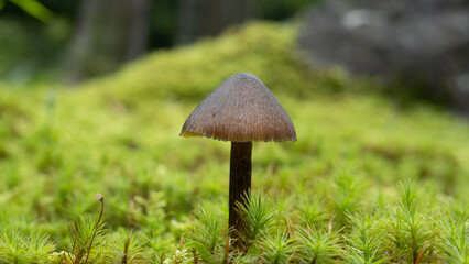 wild and  tiny mushrooms in moss