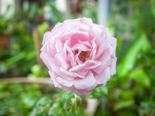 rose flower in garden natural outdoor