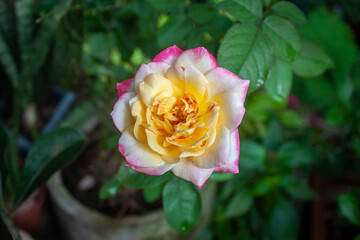 rose flower in garden natural outdoor