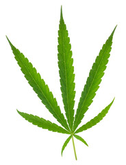 Cannabis leaf isolated on white background, Cannabis plant or marijuana leaf isolated on white background With work path.