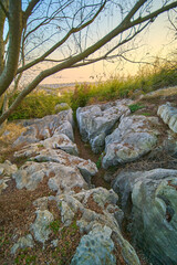 tree and rocks in the hills