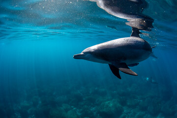Obraz na płótnie Canvas wild dolphin underwater
