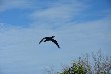 kormoran w locie