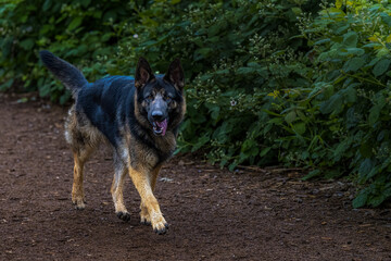 2022-09-17 A ADULT GERMAN SHEPARD WALKING DOWN A WOOD CHIP TRAIL WITH A GREEN FOLIAGE AAND A BLURRY BACKGROUND