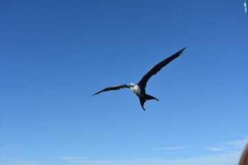 Fototapeta na wymiar kormoran w locie