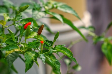 tomato plant in garden