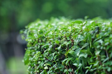 close up of a green plant