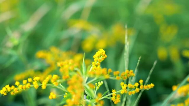 A half-black bumblebee, Bobus vagans, gathers pollen from yellow goldenrod flower blossoms. 3 handheld clips.