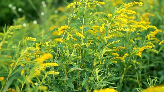Beautiful yellow goldenrod flowering plants in the wild outdoors. Handheld clips.