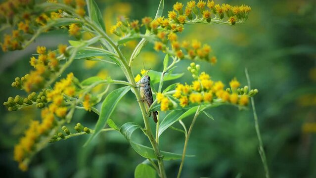 Grasshopper clings to the stem of yellow goldenrod flowering plant. 2 handheld clips.