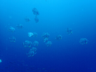 Fototapeta na wymiar School of fish at Tenggol Island Malaysia